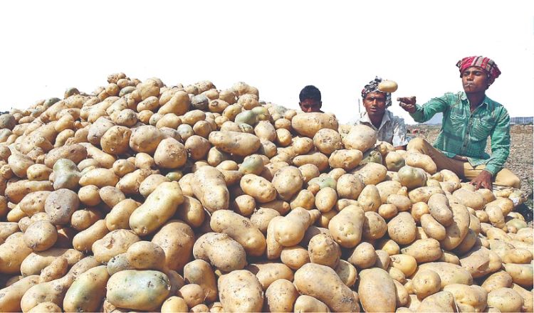 যে কারণে লাগামছাড়া আলুর দাম